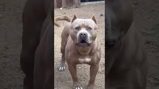 Pitbull barking #shorts