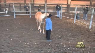 Veterans attend a Monty Roberts Horse Sense and Healing for Stress Disorder