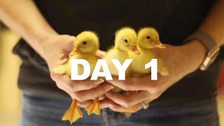 Day 1: Bringing the ducklings home (Raising Backyard Ducks)