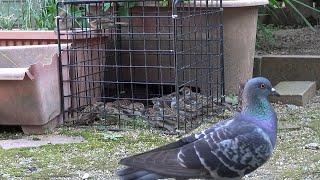 スズメ食堂に白いスズメが来た