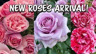 Unboxing NEW ROSES!