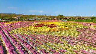 GLOBALink | Chrysanthemums blooming in tropical city in China's Hainan