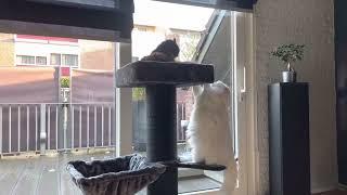 Norwegian forest cat play fight