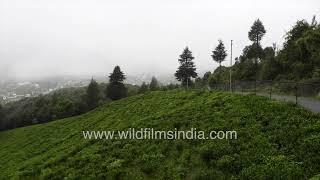 Tea Garden in western Himalaya: Uttarakhand also grows chai patti in plantations around Champawat