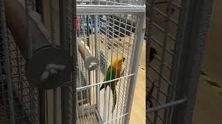 Jenday Conure / Jandaya Parakeet Birds For Sale In UK Pet Shop A Beautiful Pair Of Colourful Parrots