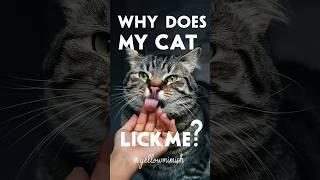 why does my cat lick me #cat #shorts #yellowmimish @FurryFritzCatographer