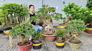 Cây cảnh Mới Đẹp 12/10 Thúy An bán lô Bonsai thành phẩm đa dạng chủng loại | 0939700449