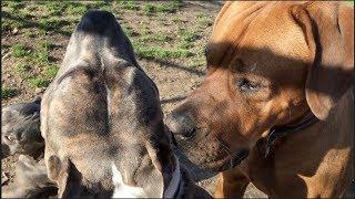 A Tosa Inu (Japanese Mastiff) Plays With PitBull & Other Dogs at Dog Park