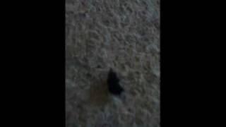 EVIL FLUFF BALL OFF DOOM!