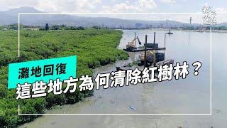 灘地回復｜為什麼這些地方必須清除紅樹林？(我們的島 第1271集 2024-09-02)