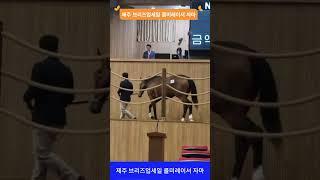 제주 브리즈업세일 콜미레이서 자마  #김호경마 #목장탐방 #브리즈업세일 #콜미레이서 자마