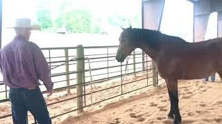 Helping a horse that pulls back