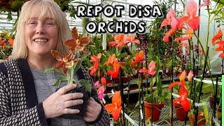 Disa Orchid Repot with Sphag || How to Grow Disas || Other Orchids in Bloom