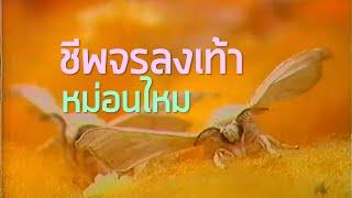 ชีพจรลงเท้า : หม่อนไหม (2529)