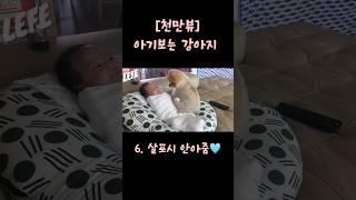 천만뷰의 주인공 #강아지 #쇼츠 #포메라니안레페 #오렌지포메라니안 #pomeranian