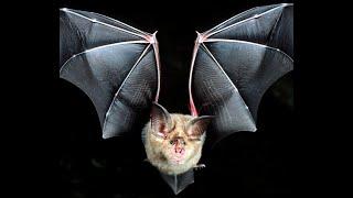 It Came From a Blue Sky: Mapping Bats and Spillover of Covid-19