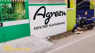 Grand opening of "Agreen Nursery". Making video. Entering into 3rd year. Thanks for all your support