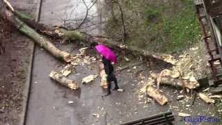 In Russia, a tree fell on the entrance of a residential building