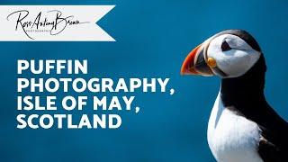 Top Tips for Photographing Puffins (Isle of May Scotland)