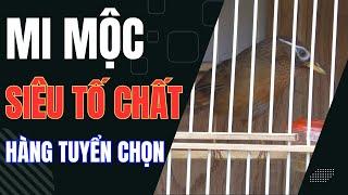 2 em họa mi mộc siêu tố chất, bóng bộ cực đẹp, hót rất tốt | Hoạt Họa Mi