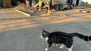 The cat has walked in my new wet concrete !!!!