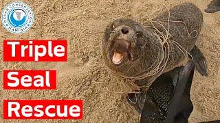 Triple Seal Rescue