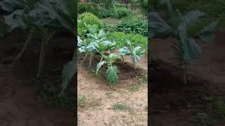 Betel, recanto das bençãos, Betel Maranata