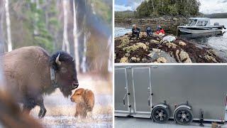 AROUND ALASKA: Wood Bison Release, Black Seaweed Harvest, and New Park Restrooms!