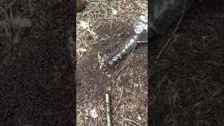 Коньяк и муравьи