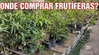 Onde comprar mudas de arvores frutíferas com preço atualizado