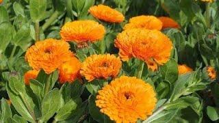 Calendula पौधे पर अधिक फूल कैसे पाए /How to grow and care Calendula Plant