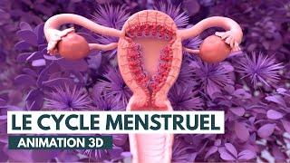 Les étapes du cycle menstruel | Animation 3D