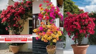 Growing Bougainvillea in Pots |  Bougainvillea Care in Containers