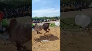 GUESS IT #manjuvirattu #jallikattu #eruthukattu #jallikattu_kaalai