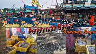 Rumpon Daun Kelapa ‼️Ikan Bawal Melimpah Nelayan Kendal ||Cah Kerjo