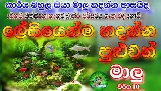 Easiest aquarium fishes to grow | ලේසියෙන්ම හදන්න පුළුවන් මාලු | sl anush | fish video