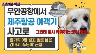 무안공항, 제주항공 사고로 일가족 9명 잃고 홀로 남은 강아지 푸딩이 근황