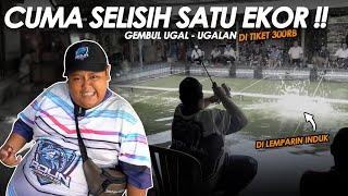 GEMBUL NGAMUK, KOLAM DI ACAK2 SAMPE DI SORAKIN WARGA !! GAK JADI JUARA GARA2 INI.. || Am#521