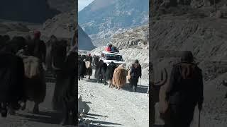 Yak/Chauri being taken to the market for sale. #Jomsom Yak strolling through the market #jomsom