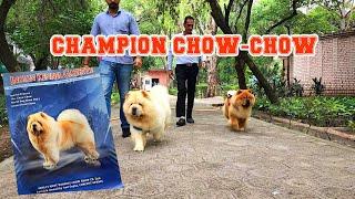 CHOW-CHOW DOG BREED INFORMATION BY CHAMPION BREEDER