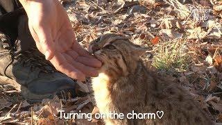 Cute Leopard Cat Needs To Return To The Wild | Kritter Klub