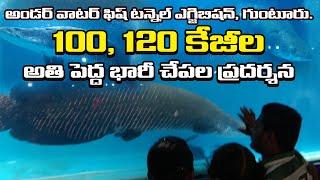 Under Water Fish Exhibition in Guntur | Guntur Fish Exhibition | Big Fishes | Fish Tunnel |Sri Waves