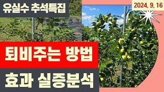 퇴비주는 방법과 시기 - 효과 실증 분석