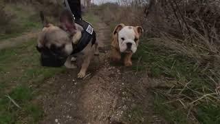 Ollie, our English Bulldog, first time outside walking