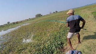 2 Days Fishing in Same location|Big Rohu fishes Catching Using With Ricebran Powder|Hook fishing