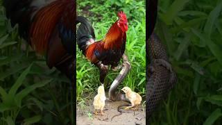 The rooster was discovered fighting a snake to protect the chick p5
