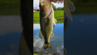 I love Bassisi #fish #fishing