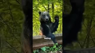 A kind man saved a black bear#animals #bear #kindness #love #gratitude