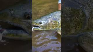 Michigan Fall Salmon Run #shorts
