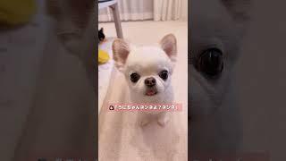 人間の言葉をめっちゃ理解してる犬うにちゃん‍️ #チワワ #アフレコ #アテレコ #癒し #ほのぼの